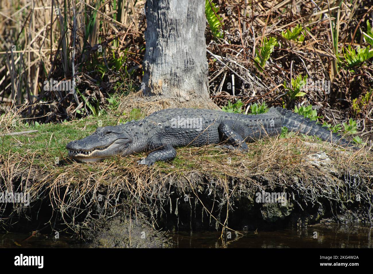 A large alligator sunbathing on the shore of a canal along Alligator