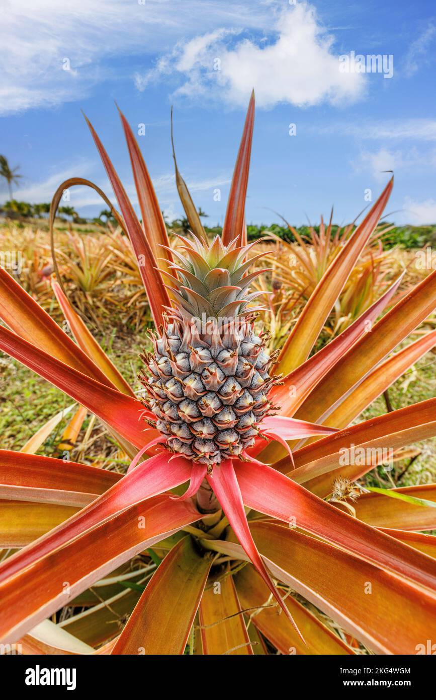 Red pineapple, Ananas bracteatus, growing in Maui, Hawaii, USA. Stock Photo