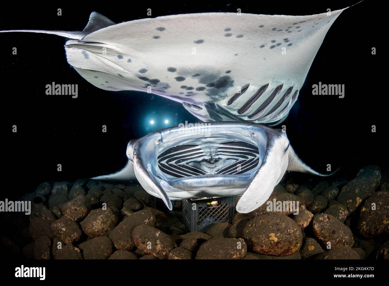 Reef manta rays, Mobula alfredi, feed over baskets of lights used to attract plankton off the Kona Coast of the Big Island, Hawaii. This species was p Stock Photo
