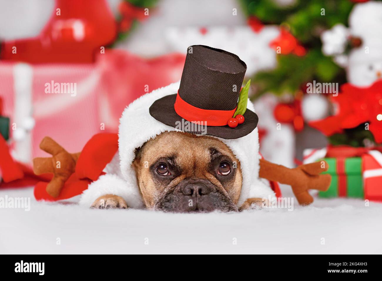 French Bulldog dog wearing funny Snowman hat with top hat in front of seasonal Christmas decoration Stock Photo