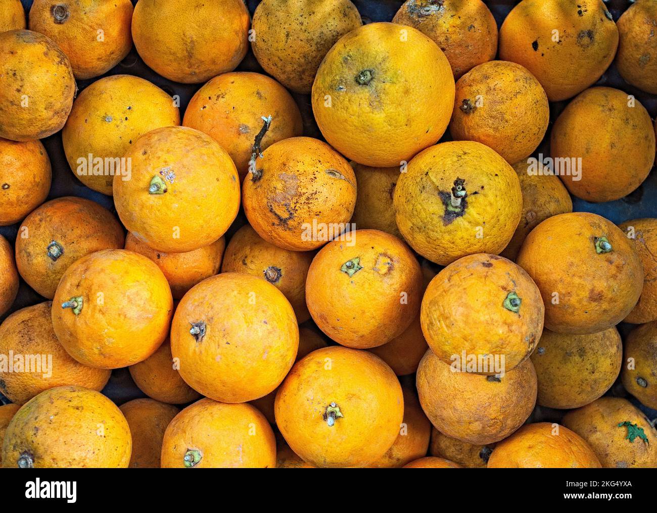 Ripe oranges harvested from plantation. Stock Photo