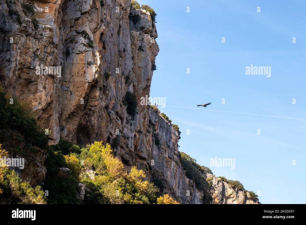 Buitre leonado sobrevolando el cañón de Foz o Lumbier. Lugar mágico en Navarra, España Stock Photo