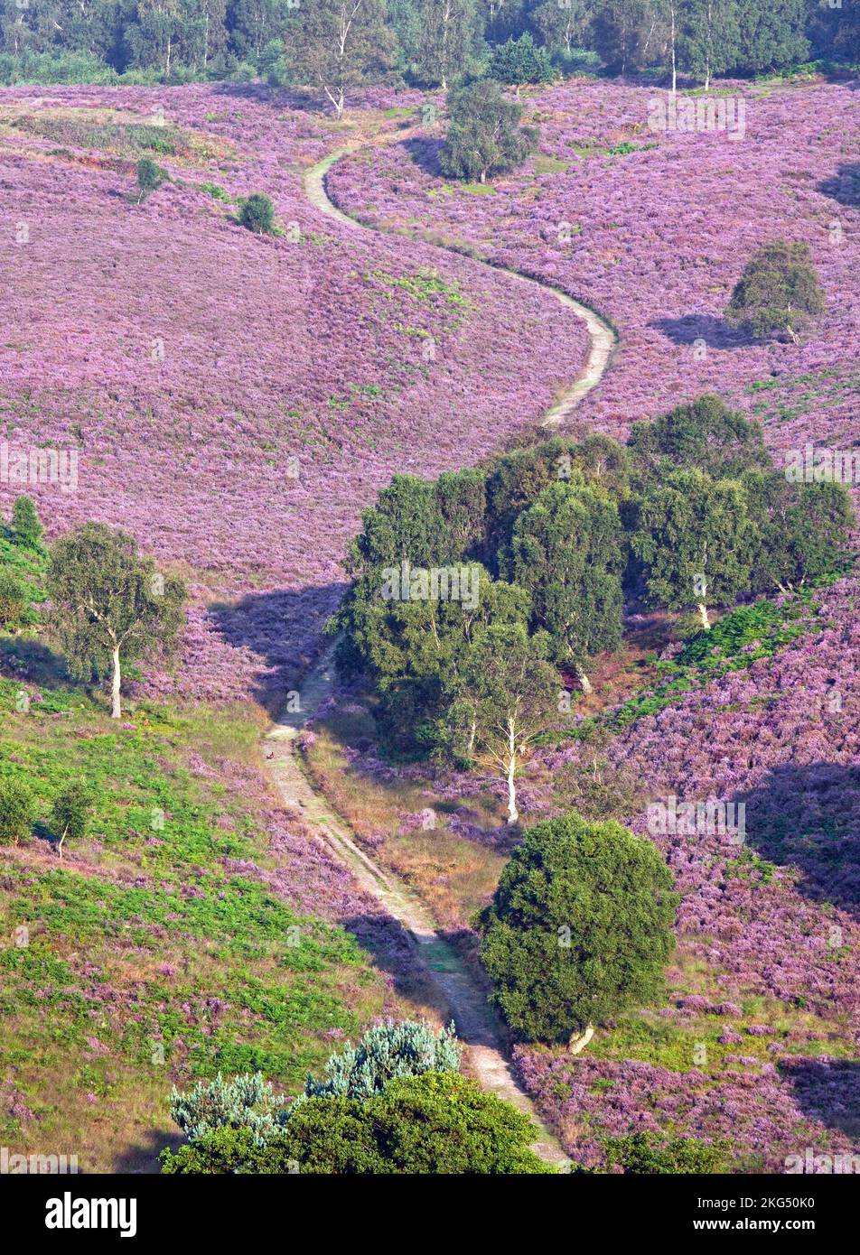 Winding footpaths through Heather in bloom in late summer Cannock Chase Area of Oustanding Natural Beauty Staffordshire England UK Stock Photo