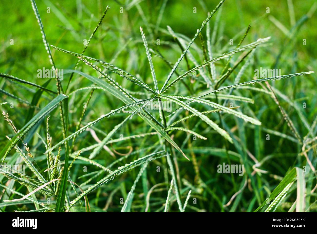 A selective focus of scutch grass in the field Stock Photo