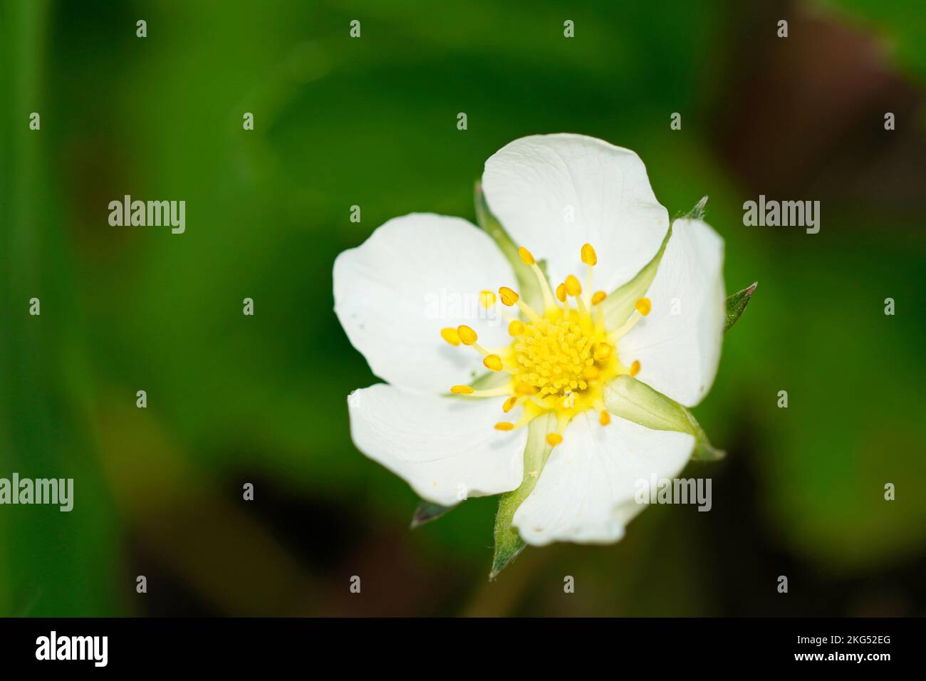 A closeup of a Flowering creamy strawberry, Fragaria viridis Stock Photo