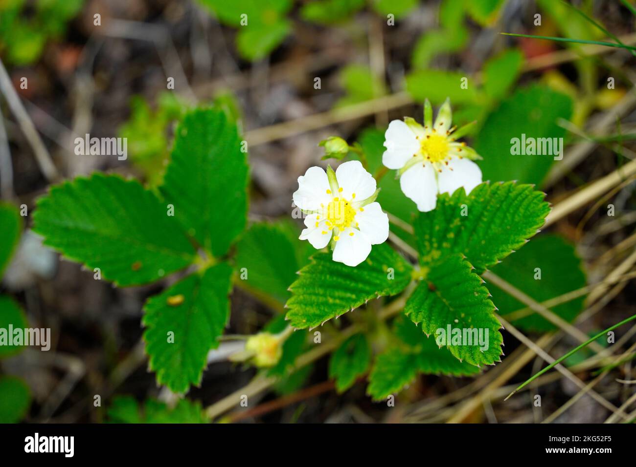 A Closeup of a Flowering creamy strawberry, Fragaria viridis Stock Photo