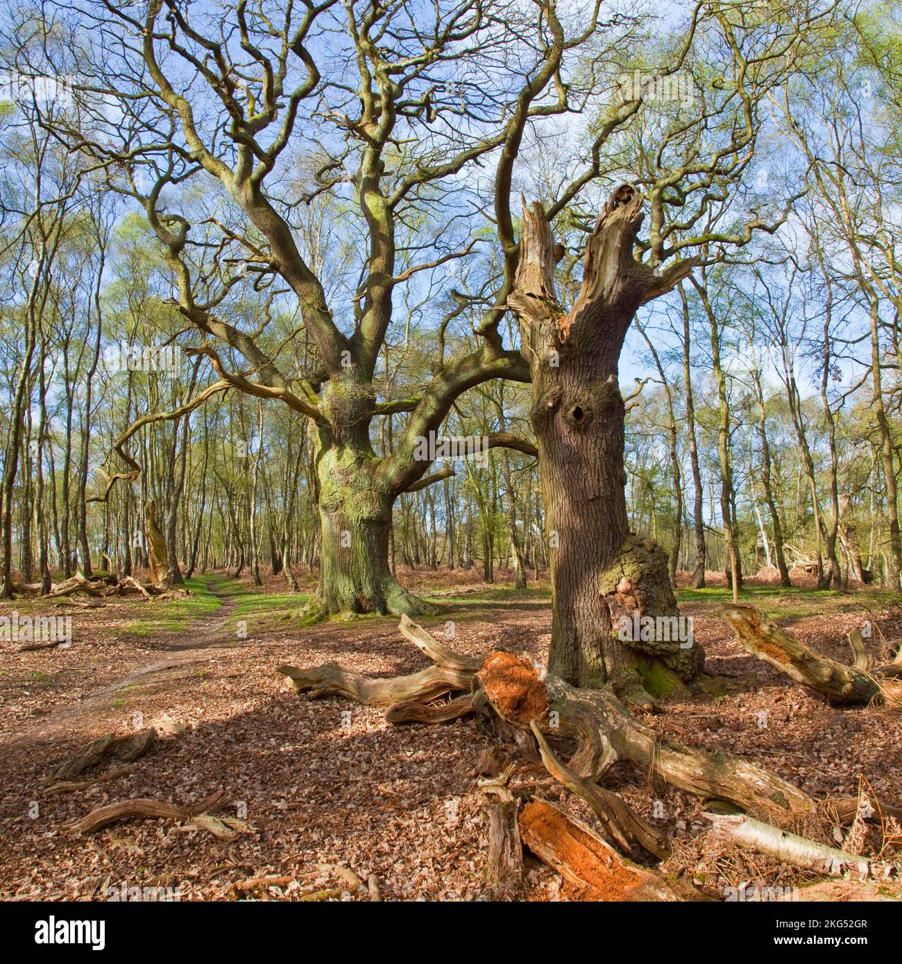Brocton Coppice Ancient Oak forest Cannock Chase Country Park AONB