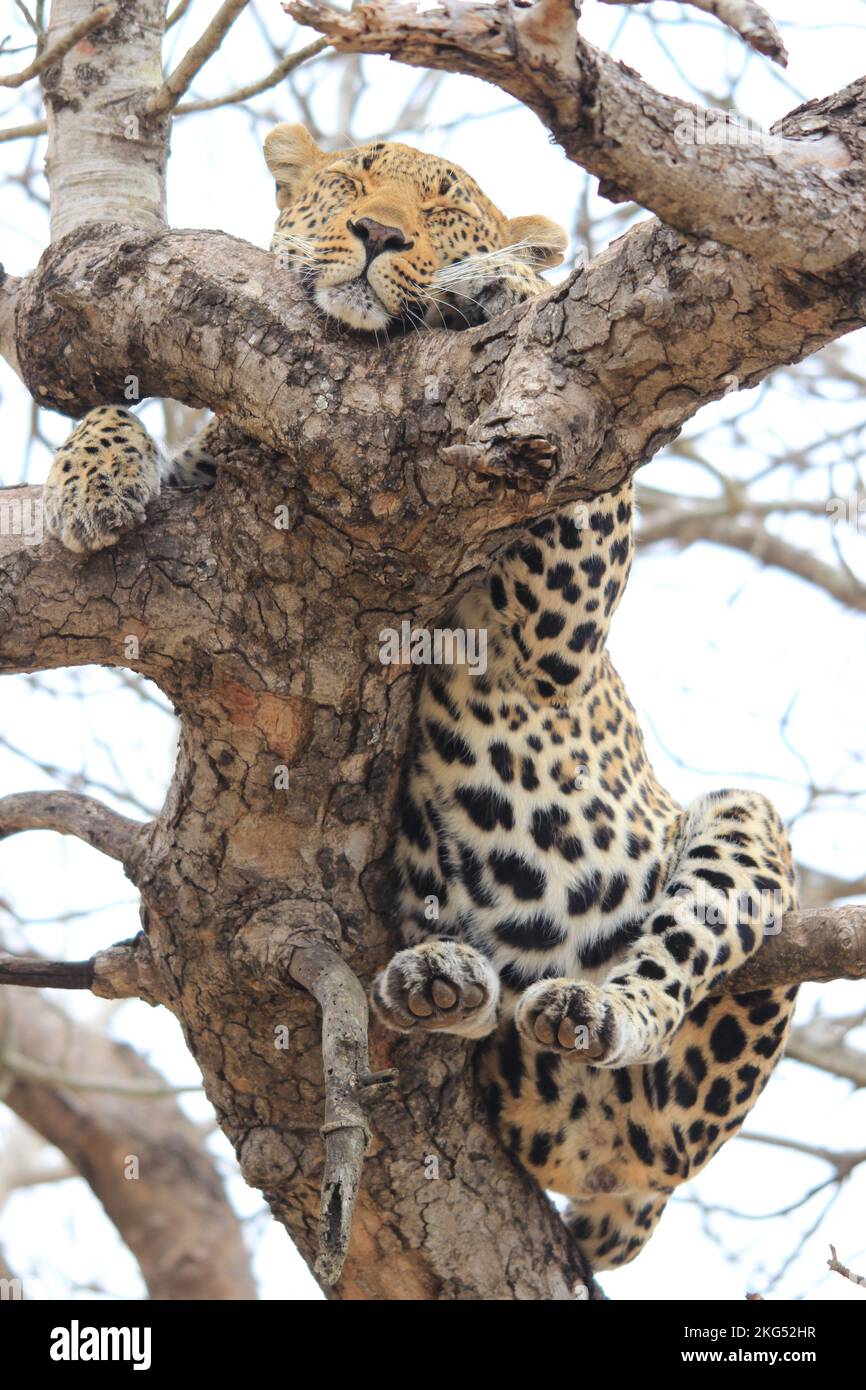 A vertical shot of the leopard (Panthera pardus) on the tree. Kruger ...