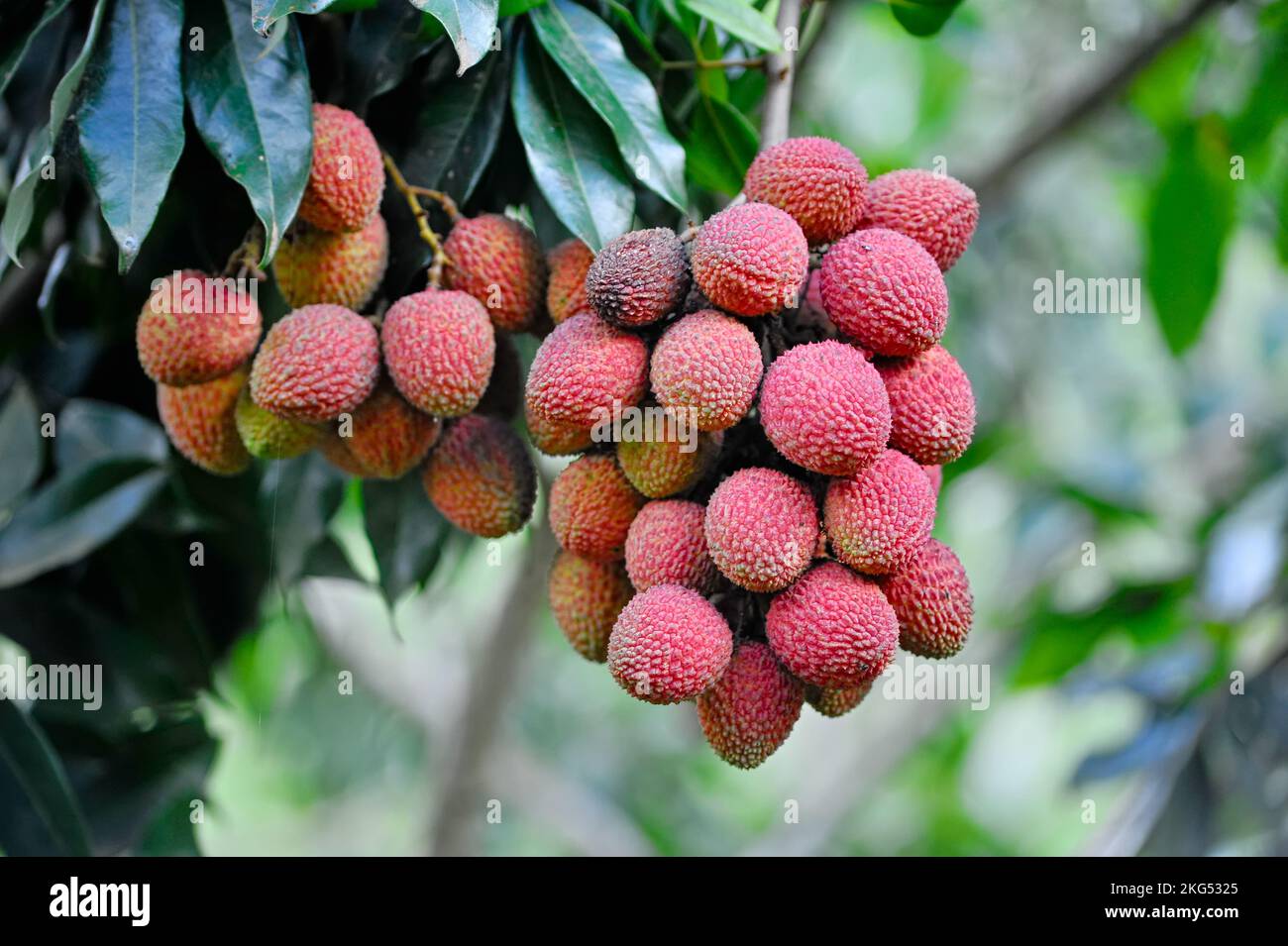 Lychee fruit, scientific name Litchi chinensis Sonn, also known as