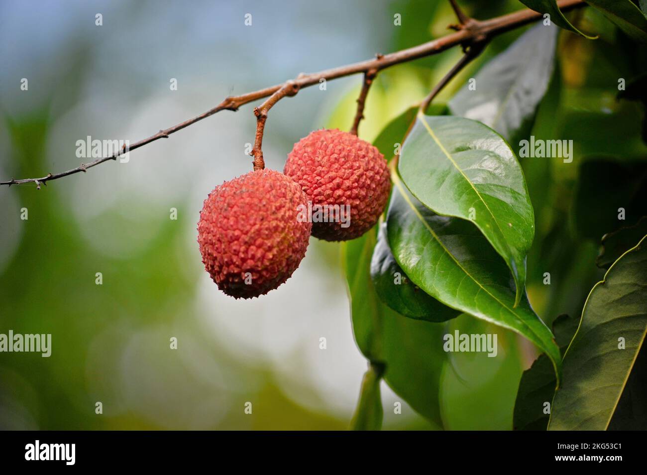 Lychee fruit, scientific name Litchi chinensis Sonn, also known as