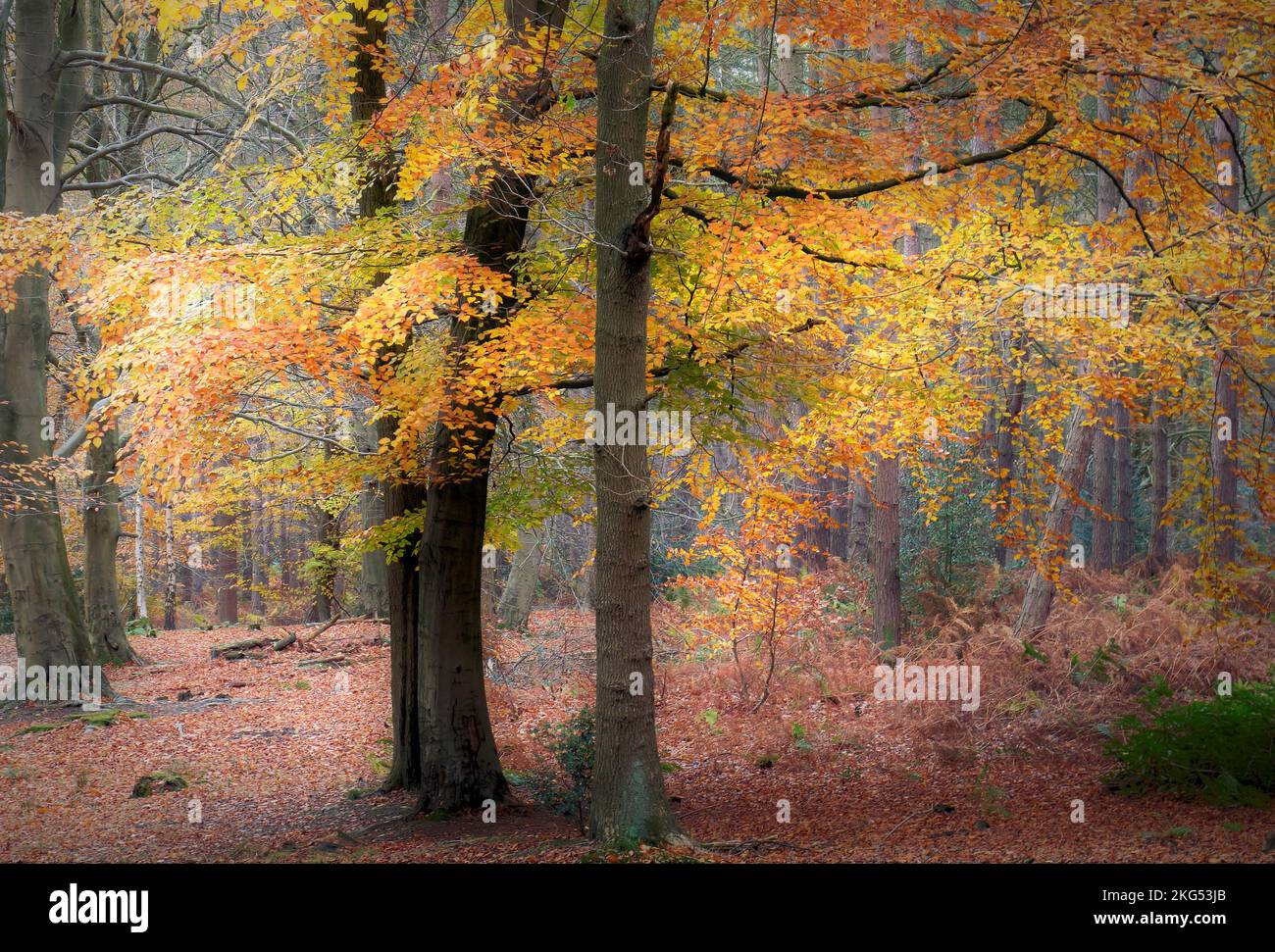 Woodland in autumn with tints and hues from Beech trees in the Cannock Chase Forest a designated Area of Outstanding Natural Beauty Stock Photo