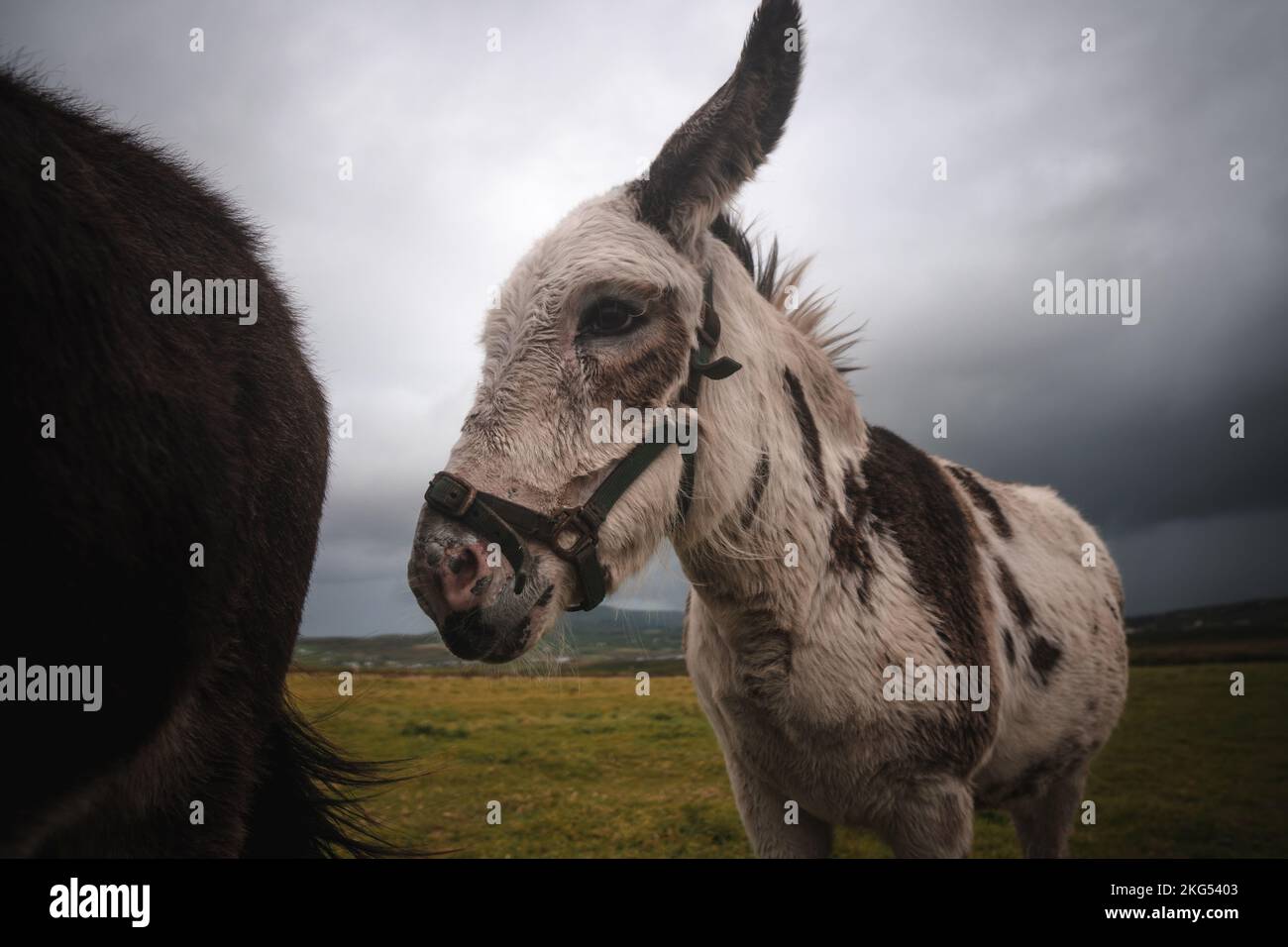 Donkeys in Ireland. Funny picture of farm animals Stock Photo Alamy