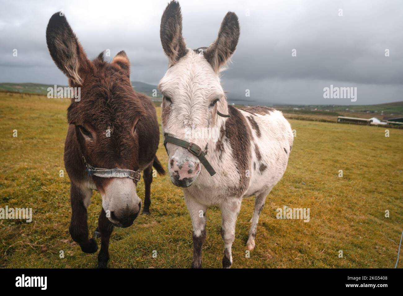 Donkeys in Ireland. Funny picture of farm animals Stock Photo Alamy