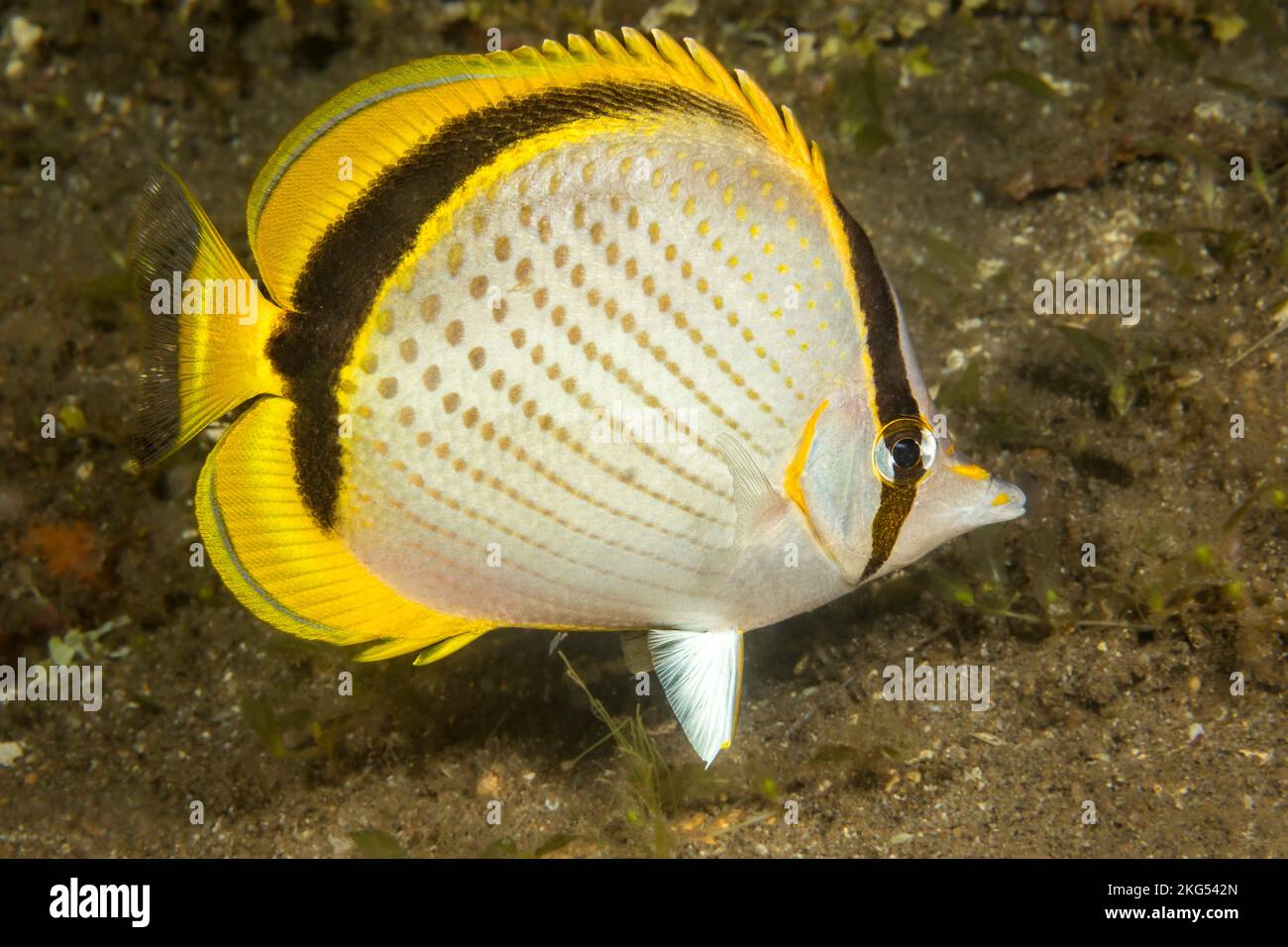 The yellow-dotted butterflyfish, Chaetodon selene, can be found as solitary individuals or in pairs, Philippines. Stock Photo
