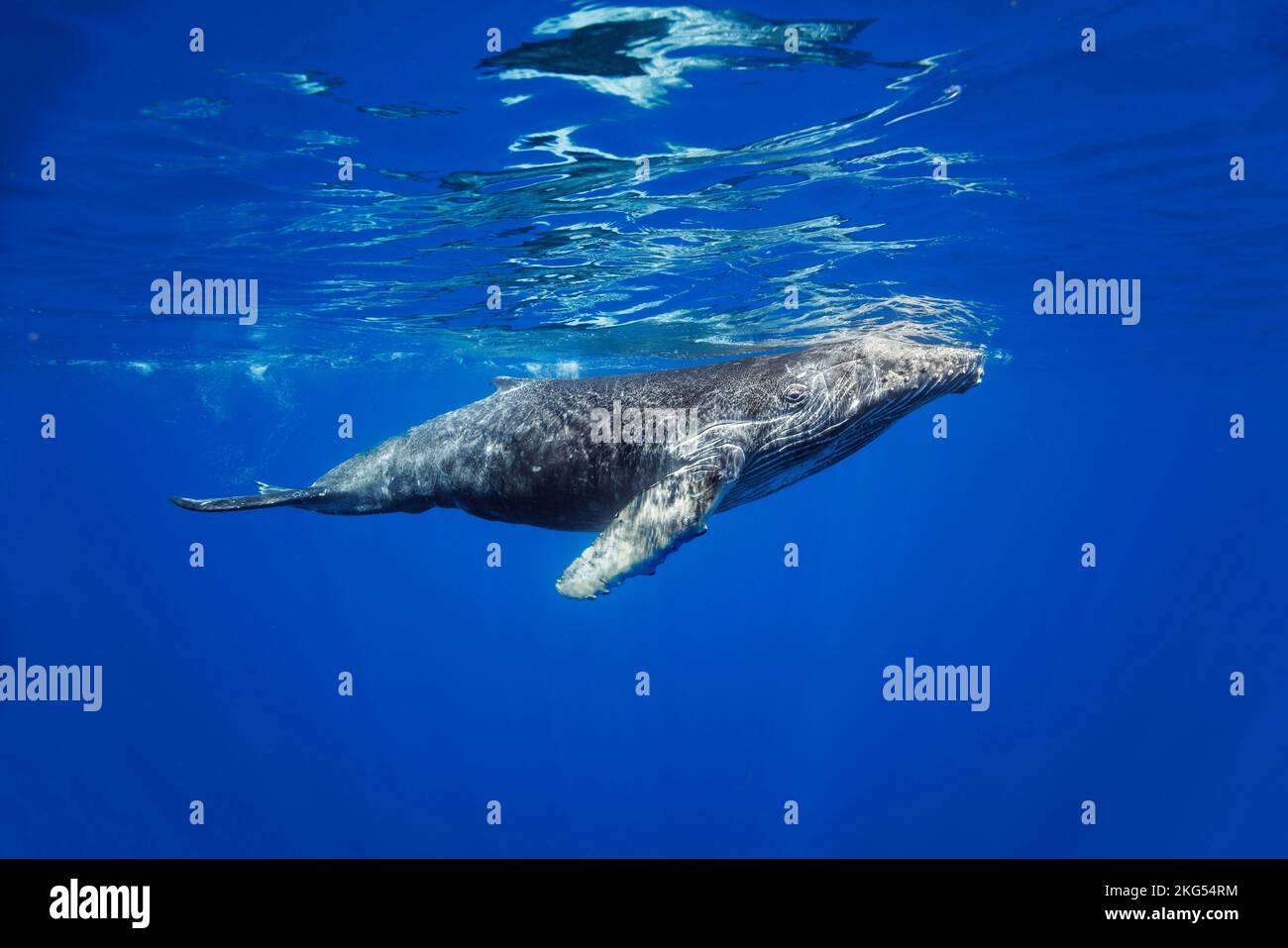 Humpback whale, Megaptera novaeangliae, underwater, Hawaii. Stock Photo