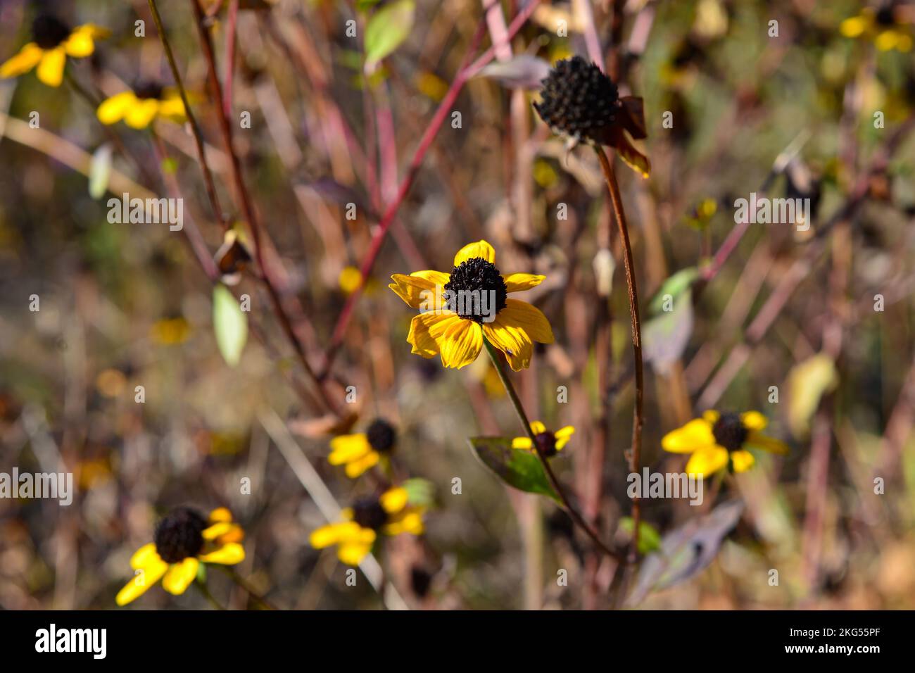 Rudbeckia shaggy with yellow petals blooms in the garden in autumn Stock Photo