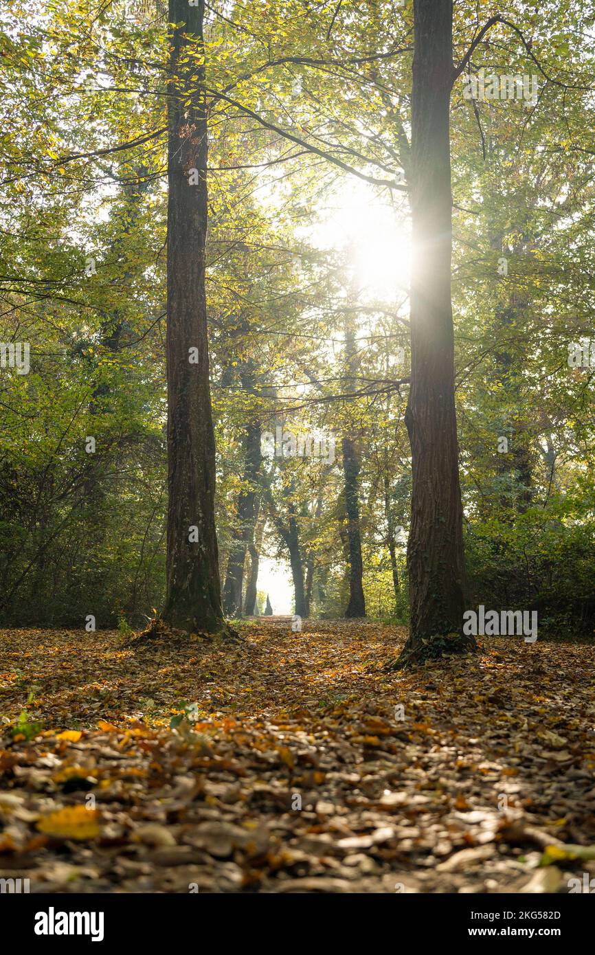 The sun breaks through the forest passage in vibrant autumn European deciduous forest, vertical composition Stock Photo