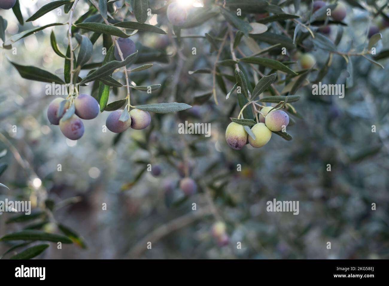 Olive oil trees full of olives in Turkey. Autumn harvest Stock Photo