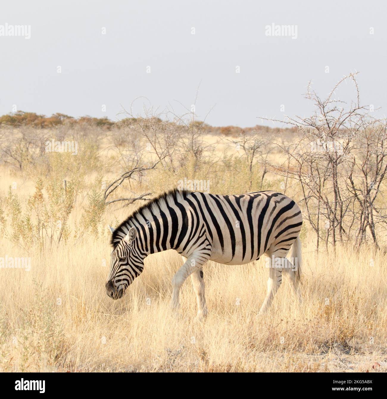A picture of a zebra in Namibia park Stock Photo - Alamy