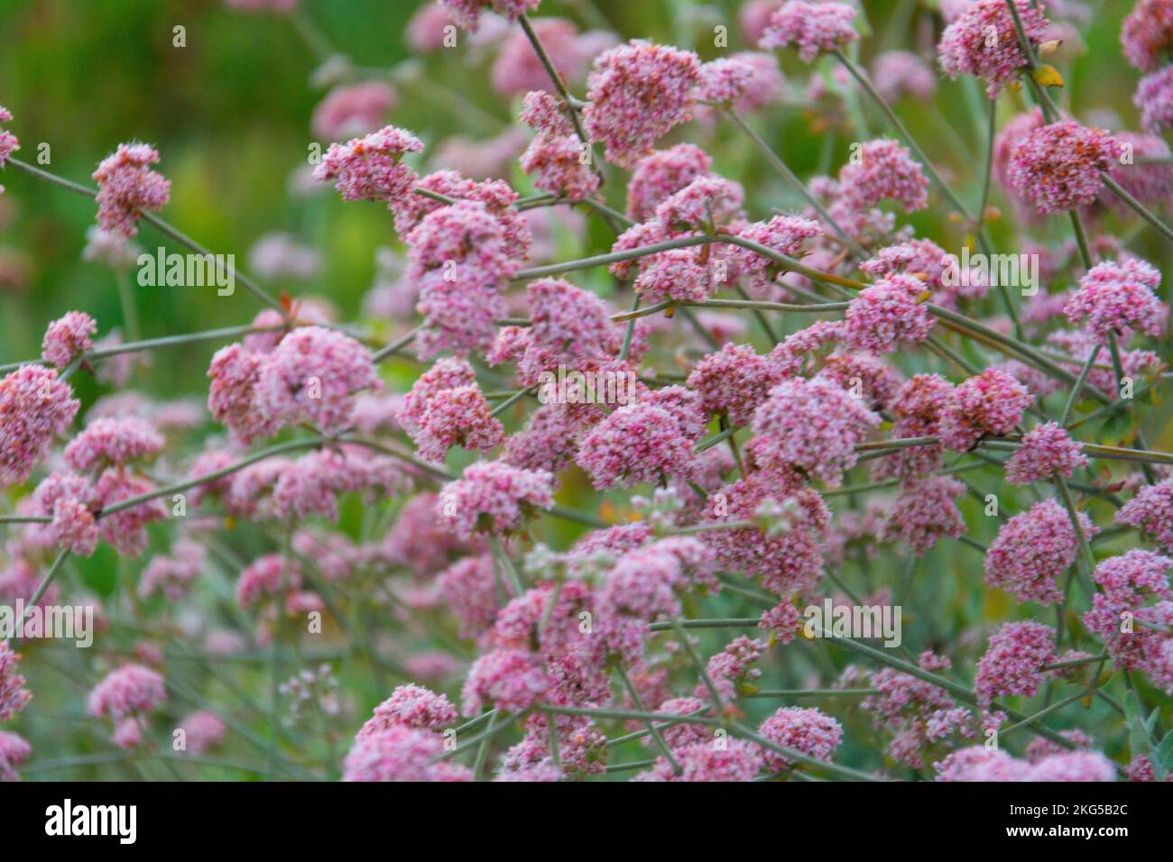 A selective focus closeup view of California Buckwheat Stock Photo