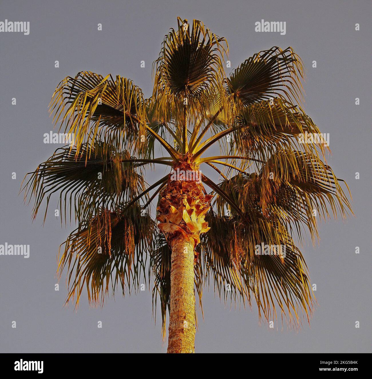 palm tree in California Stock Photo