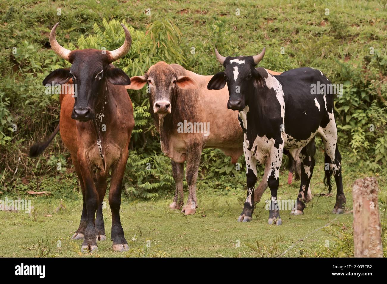 Cattle eating and walking in the pasture. livestock Stock Photo Alamy
