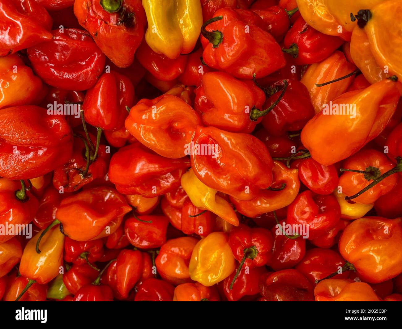Orange Habanero Peppers, Spicy Harvest Pepper, Background, supermarket produce, Central American habanero, African spice Stock Photo
