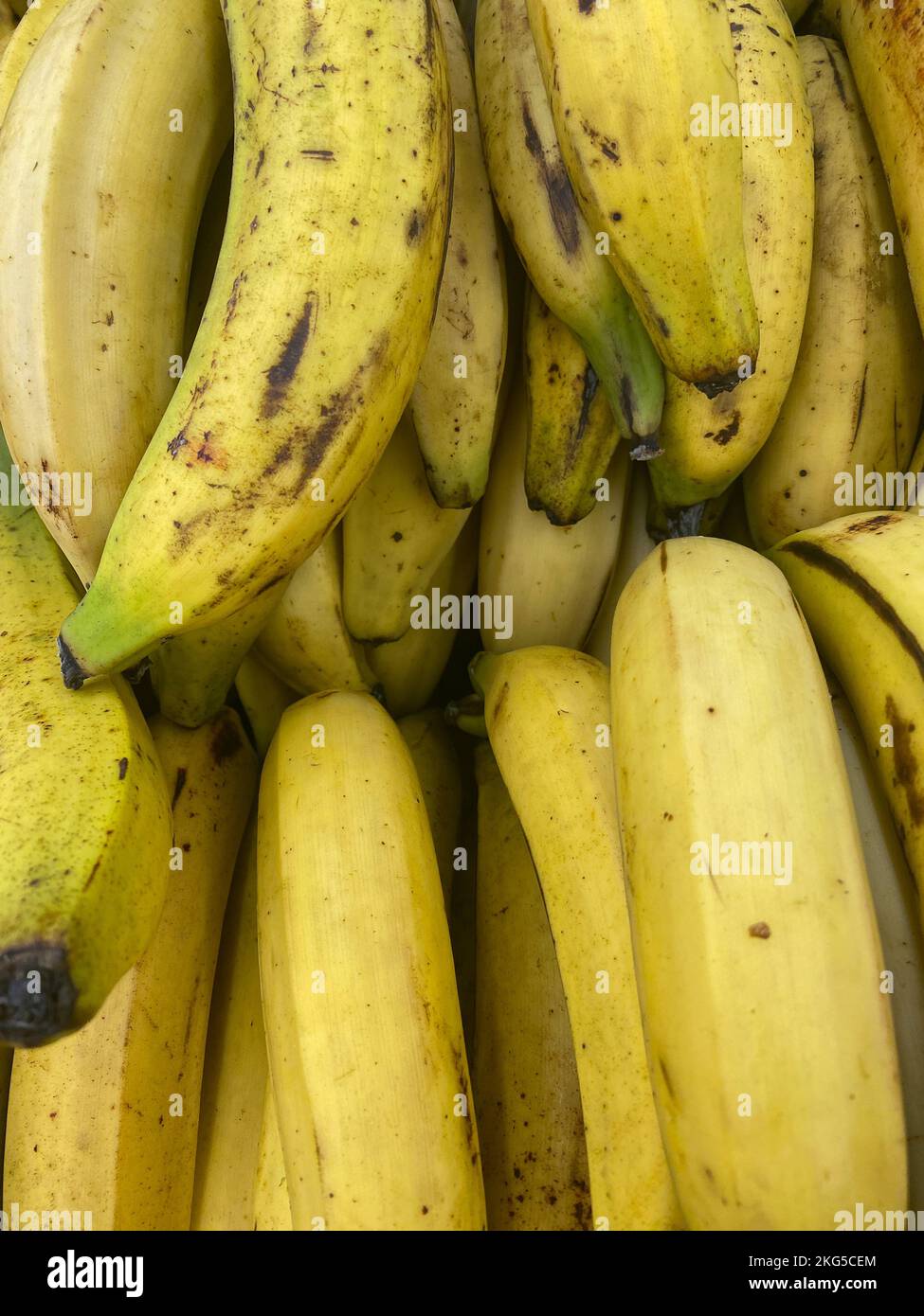 plantain or green banana, harvest plantain, background, farmer market plantain, grown locally