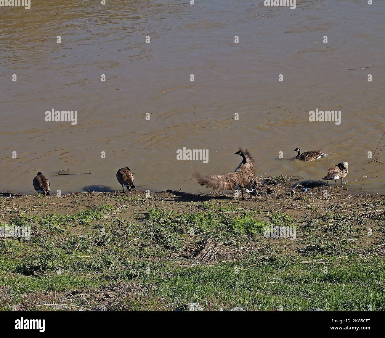 Canada Geese along rain swollen Alameda Creek, in Union City, California, Stock Photo