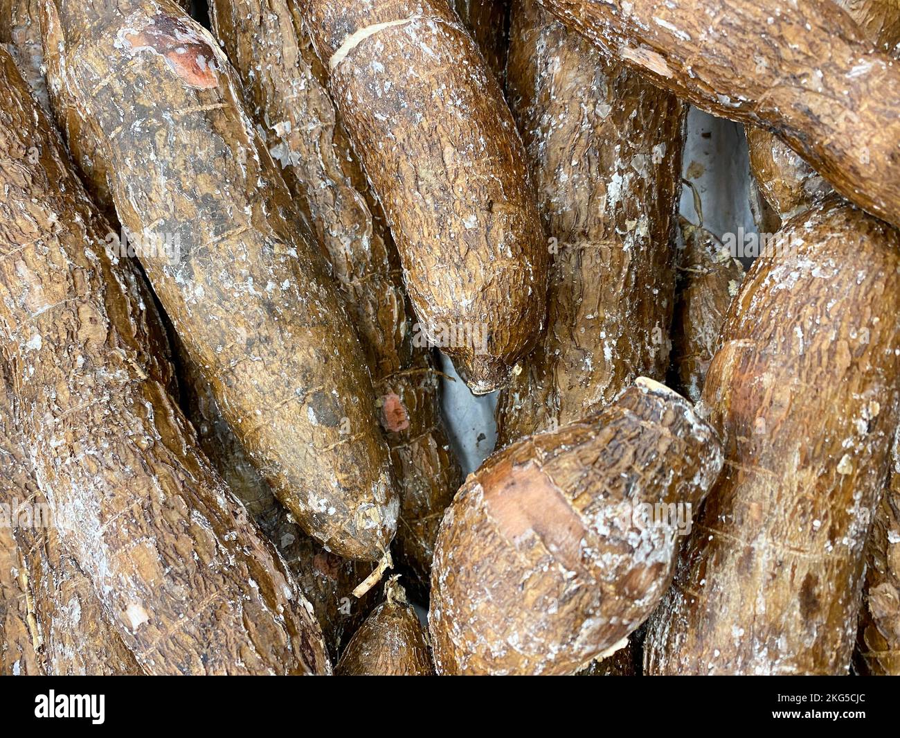 cassava, also known as manioc, yuca, balinghoy, mono roots, native to South America and West Africa Stock Photo