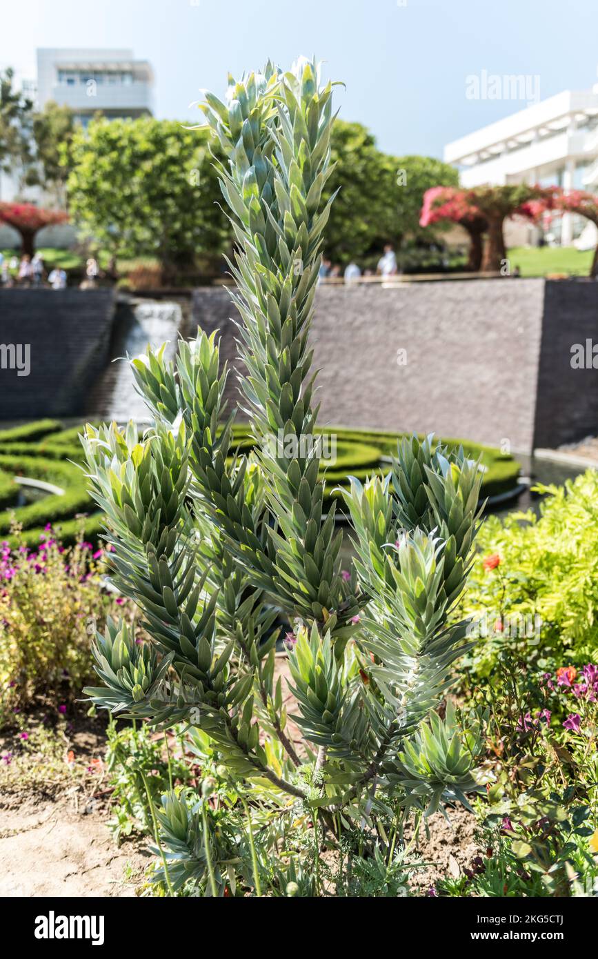 The plants and flowers in the Getty Center garden in Los Angeles
