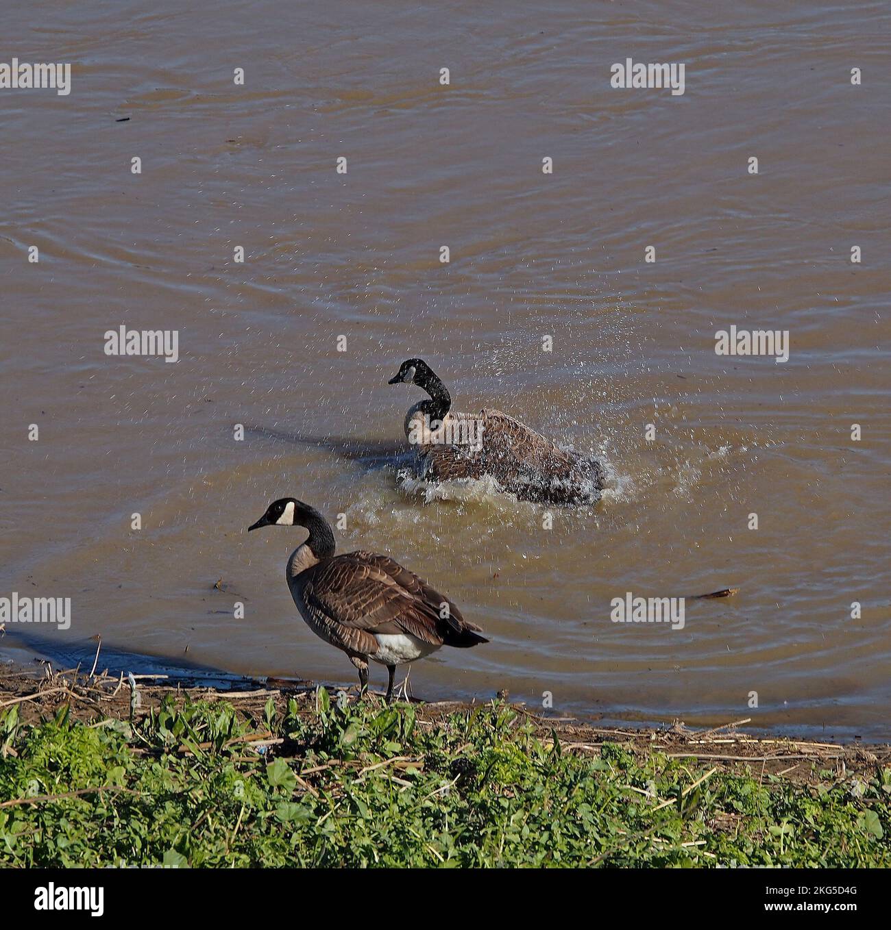 Canada Geese along rain swollen Alameda Creek, in Union City, California, Stock Photo