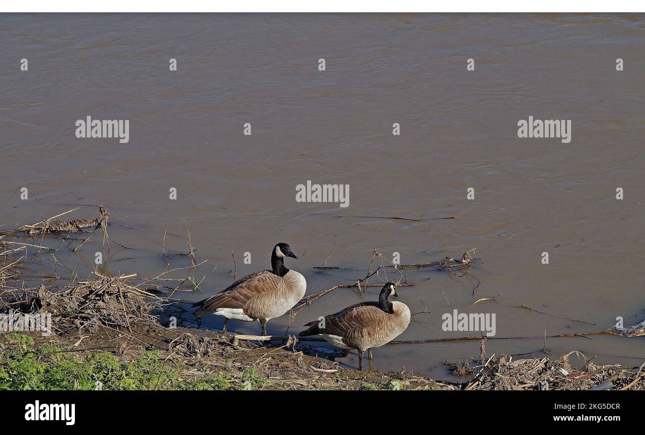 Canada Geese along rain swollen Alameda Creek, in Union City, California, Stock Photo