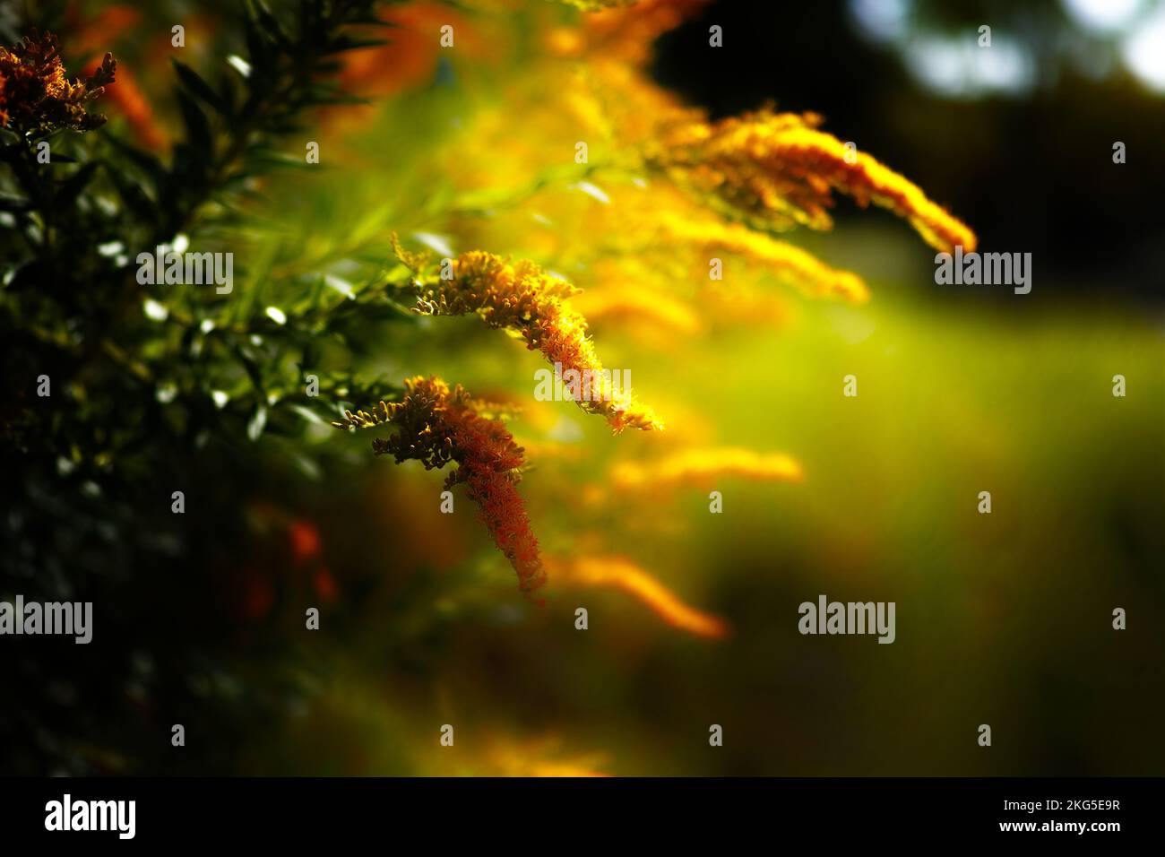 Closeup shot water plants hi-res stock photography and images - Alamy