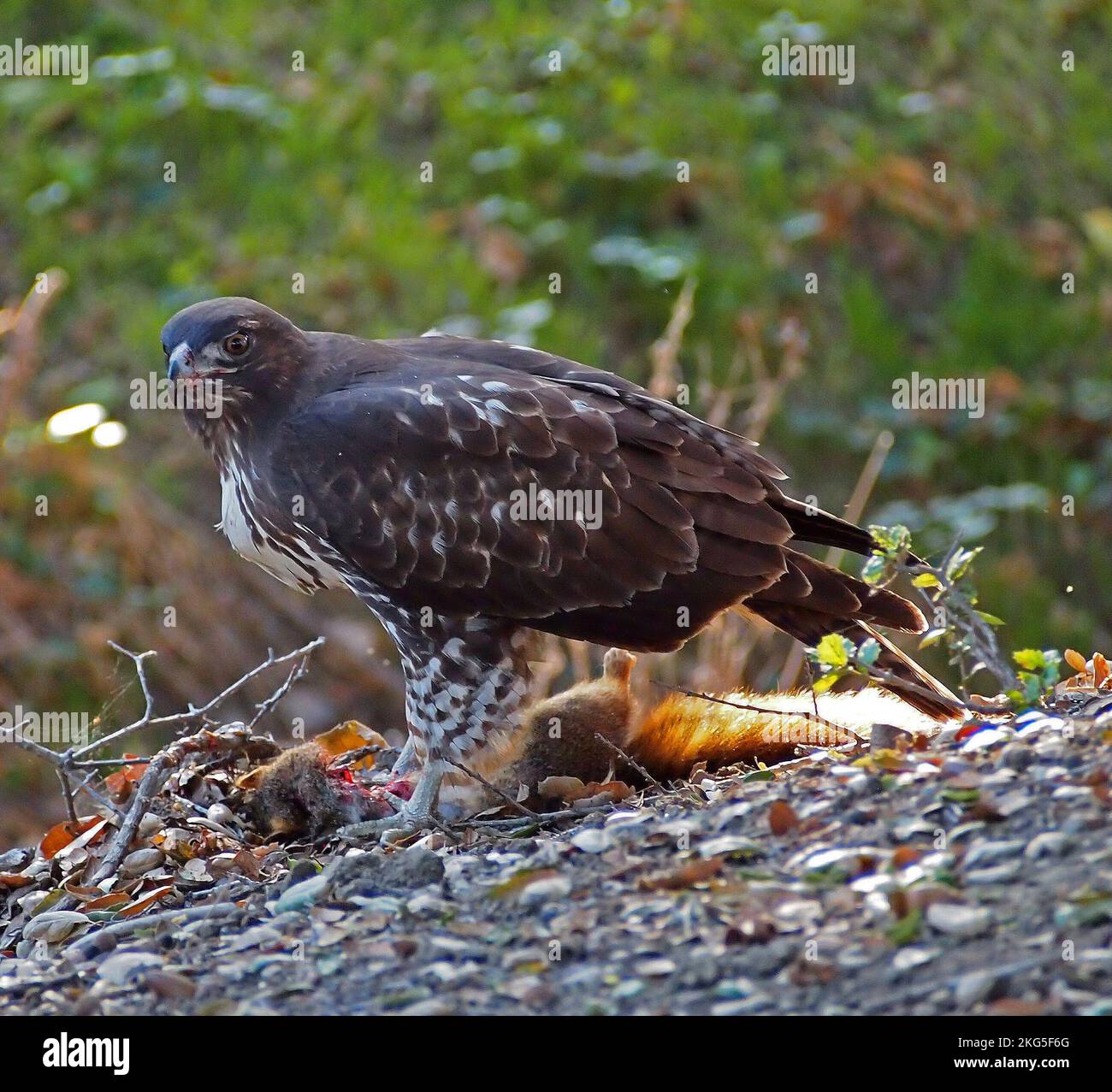 hawk feeding on a squirrel along the Old Alameda Creek trail in Union City, California Stock Photo