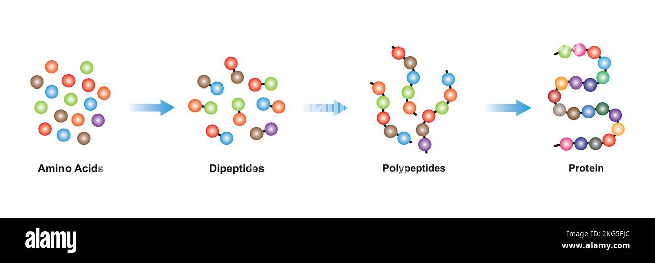 Scientific Designing of Protein Molecule Formation Levels. Colorful Symbols. Vector Illustration. Stock Vector