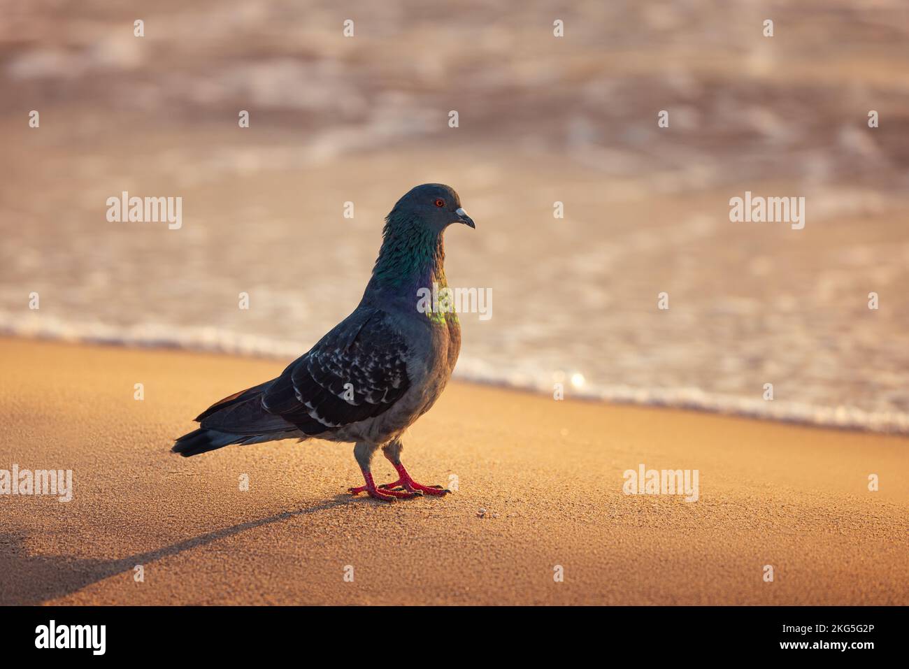Dove, pigeon on the sea sand during scenic beach sunrise Stock Photo