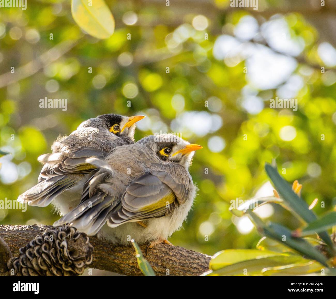 An in love couple of birds Stock Photo