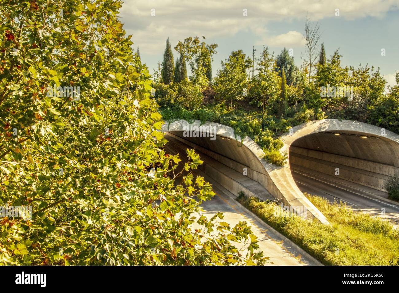 Land bridge over divided highway with trees and vegetation growing on and around it - arched tunnels from above on late summers day Stock Photo