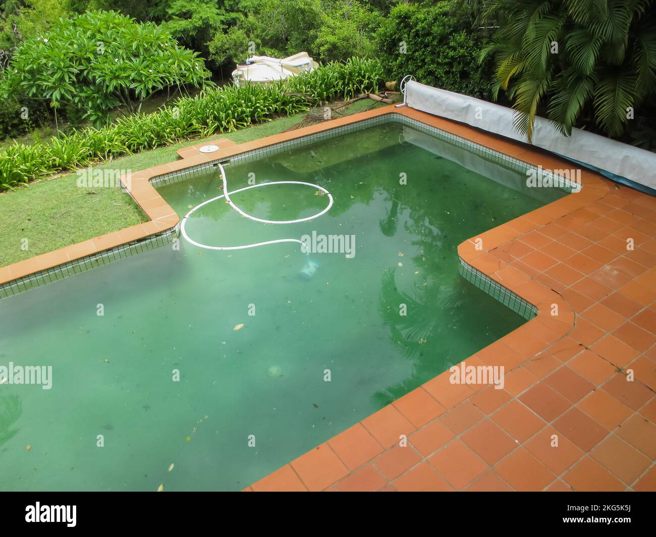 Looking down on a dirty green swimming pool with a vaccum in it surrounded by tropical trees and with a cover rolled up to one side Stock Photo