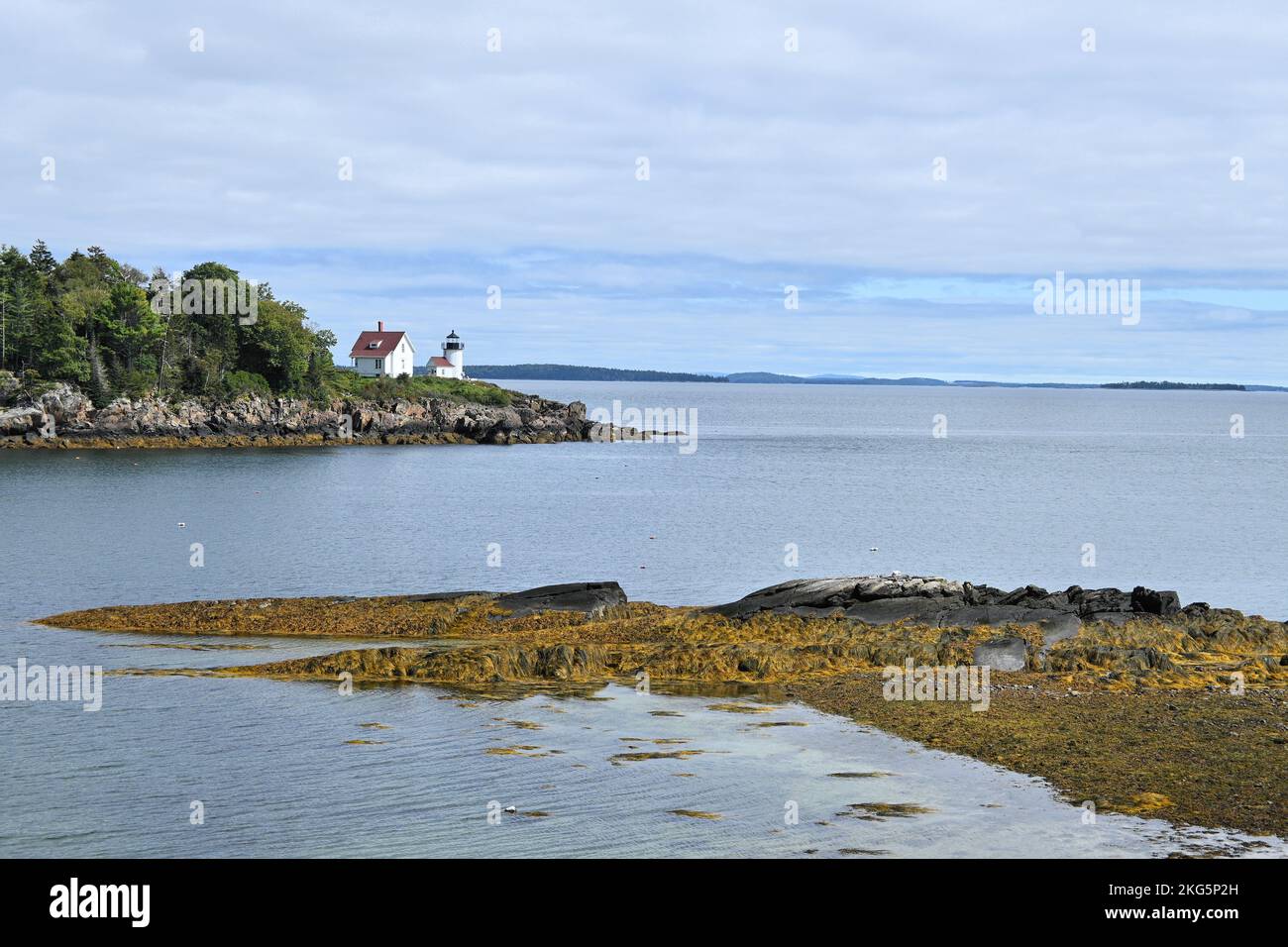A white lighthouse and keeper's house sits on a spit of land jutting into the sea; golden seaweed covers rocks in the foreground Stock Photo