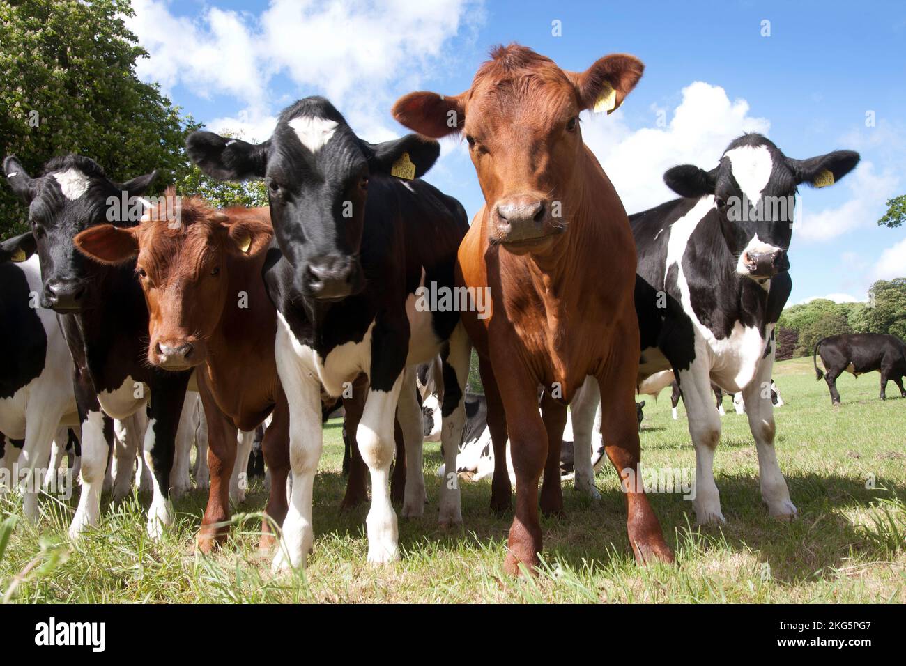 cows & bulls grazing, Hambledon, nr Waterlooville, Hampshire, England Stock Photo