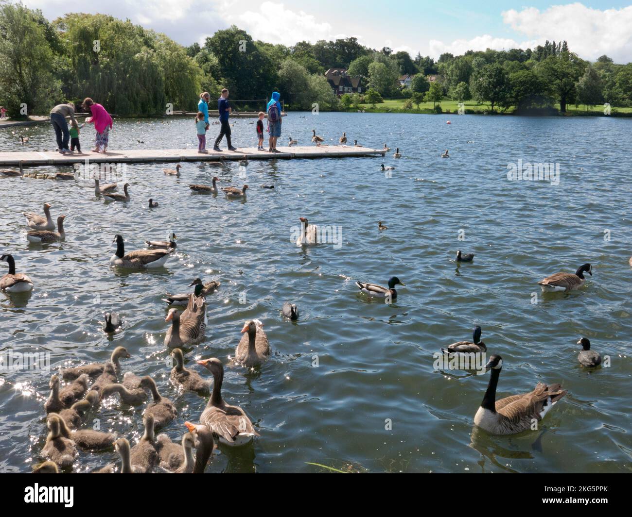Canada gees, goslings and mallard ducks on The Lake at Wimbledon Park