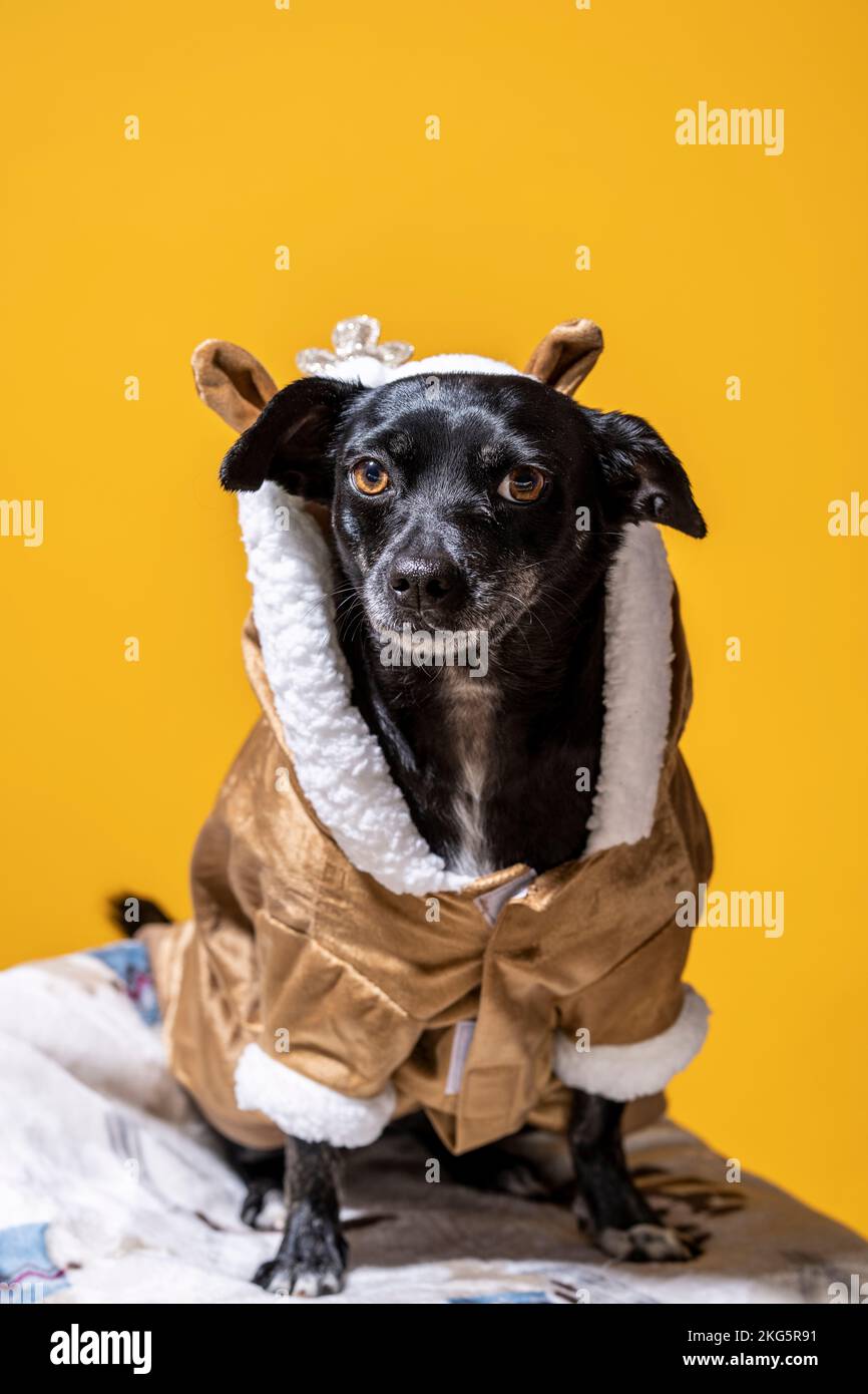 Small Chihuahua Mix Dog in Reindeer Costume Seated Mango Yellow