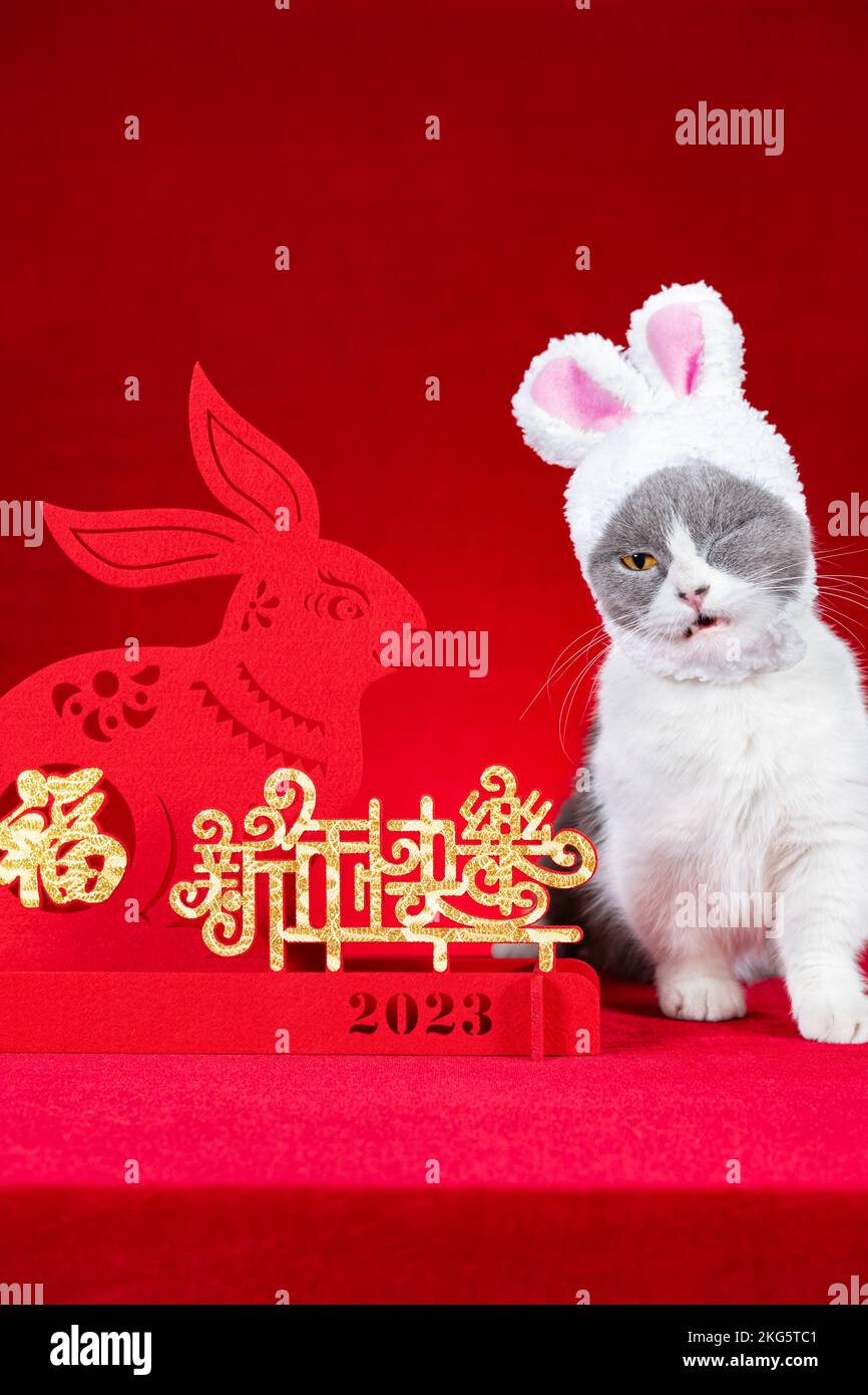 a cute cat wears a hat with rabbit ears nearby a Chinese New Year of Rabbit  mascot paper cut translation of the Chinese are fortune and happy Chinese  Stock Photo - Alamy