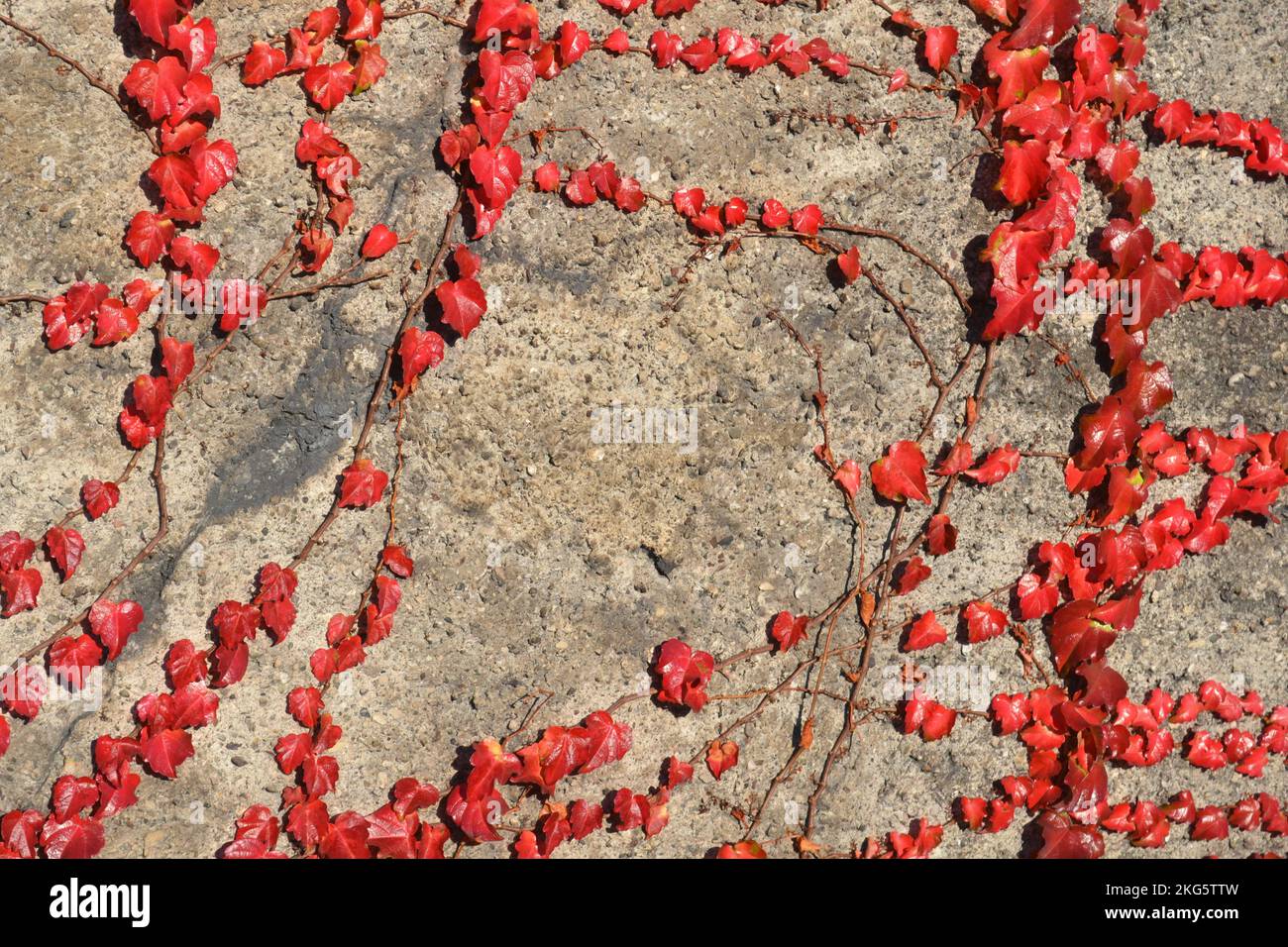 Leaves of the fence creeper plant in bright red autumn color. Close up view under strong sunlight. Red leaves in sunlit rows on a gray concrete wall. Stock Photo