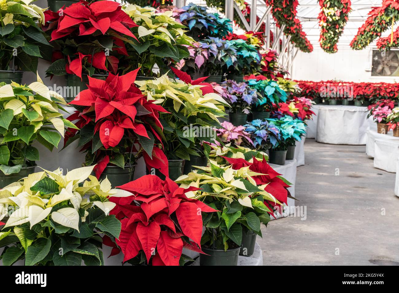 Colorful poinsettias on display in greenhouse blooming in time for the Christmas holiday season. Stock Photo
