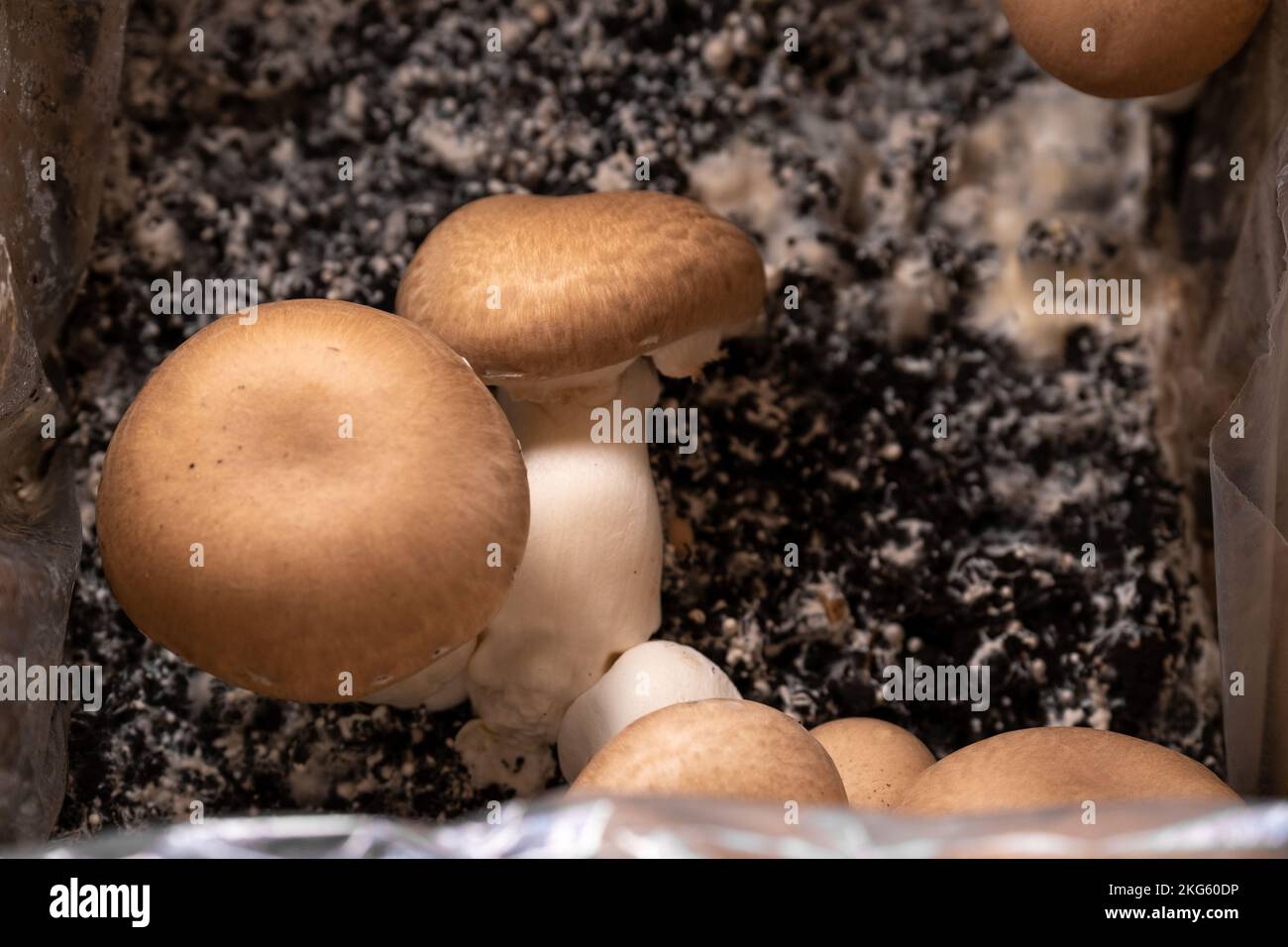 mushroom box.Growing mushrooms at home. Champignons Mushrooms into the soil. Growing champignons