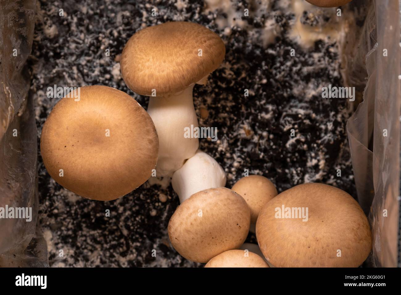 Brown many champignons background.Source of vegetable protein.Mushroom