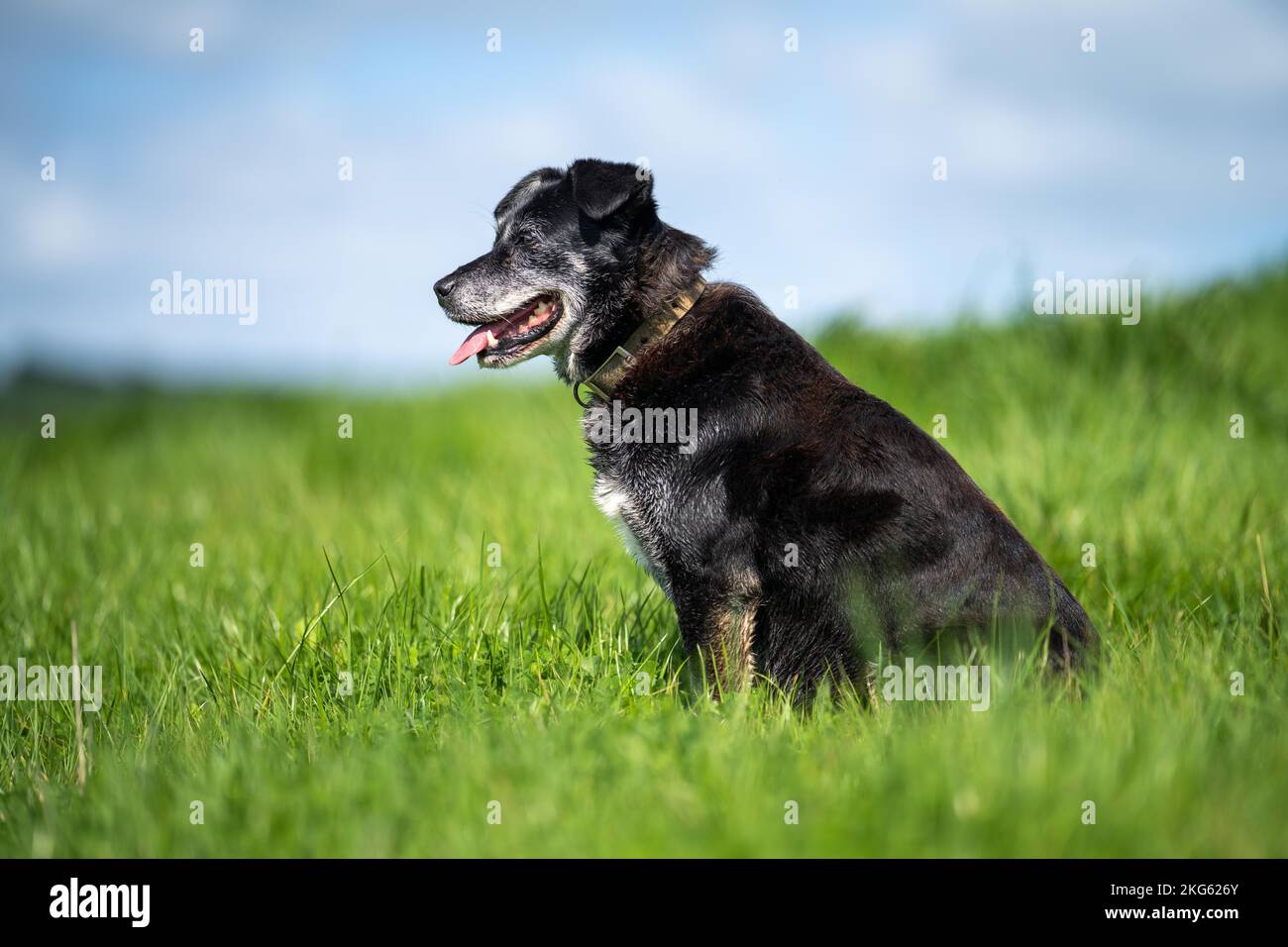 kelpie on a farm in outback australia. Working cattle dog in a field in